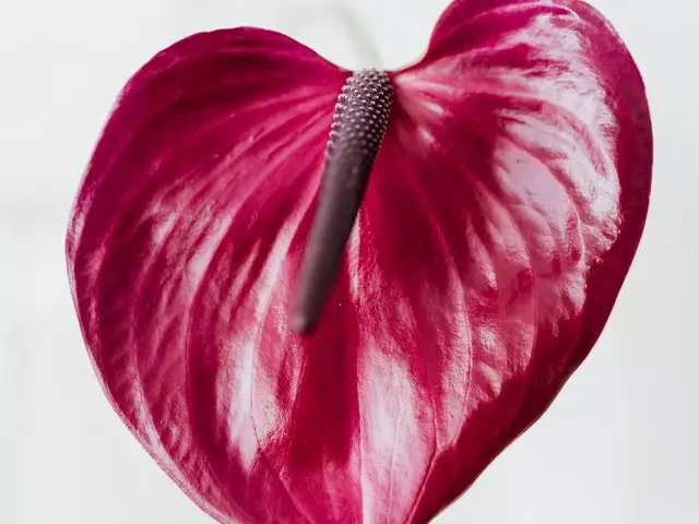 Anthurium Adreanum Purple Arc 4 Anthurium Adreanum Purple Arc - Image 2