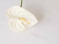 Anthurium White Heart
