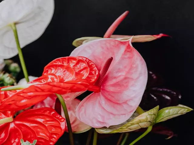Anthurium Flowering Varieties - Pot + Plant + Soil 20 Anthurium Flowering Varieties - Pot + Plant + Soil - Image 18