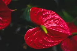 Anthurium Andreanum Great Red -Plants in a Box Sales Shop pexels raphael brasileiro 6092816 bc702cd6 888c 4f03 9446 fca35005e9e7