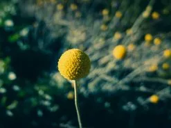 Box Of Billy Button Plants