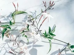 Jasmine Polyanthum Pink Jasmine Climber Pack 14 Jasmine Polyanthum Pink Jasmine Climber Pack -Plants in a Box Sales Shop pexels studio naae 17795179