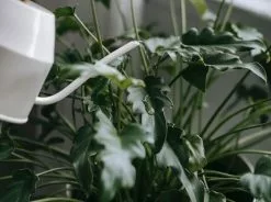 Philodendron Xanadu -Plants in a Box Sales Shop pexels teona swift 6912801