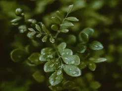 Murraya Paniculata Mock Orange Hedging Box -Plants in a Box Sales Shop pexels vividd 4251913 47e7d2de 9ab7 4d09 a383 13c3045fa849
