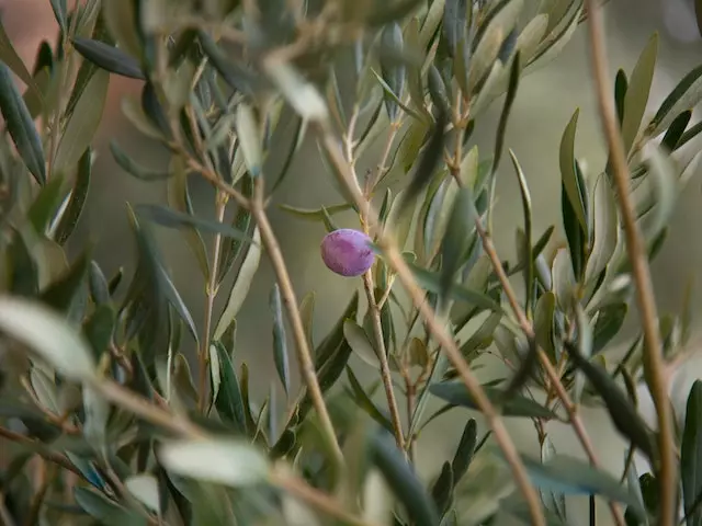 Olive Tree Olea Europaea Varieties - Large 3 Olive Tree Olea Europaea Varieties - Large