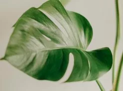 Potted Monstera Deliciosa - In Sage Vessel -Plants in a Box Sales Shop pexels zero pamungkas 12684651