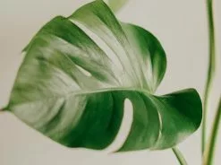 Potted Monstera Deliciosa Gift Box - In Oatmeal Vessel -Plants in a Box Sales Shop pexels zero pamungkas 12684651 1