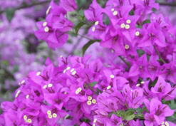 Bougainvillea Purple Gypsy - 85mm -Plants in a Box Sales Shop pg2