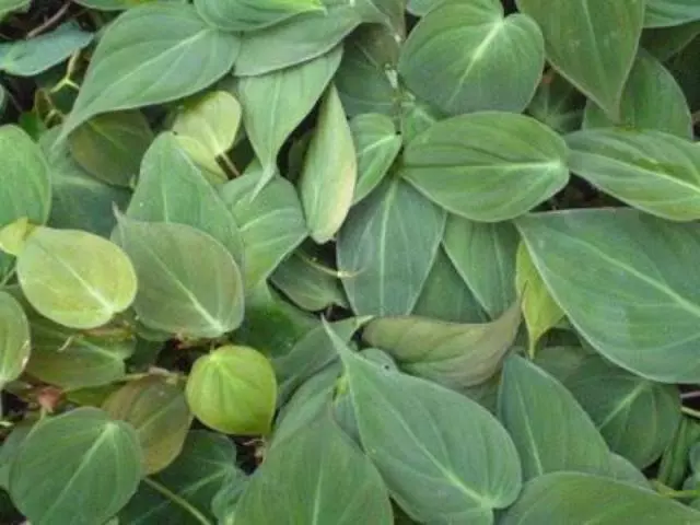 Heart Leaf Philodendron 7 Heart Leaf Philodendron - Image 5