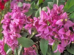 Bougainvillea Singapore Pink -Plants in a Box Sales Shop phpThumb 565c1d17 c055 4923 84a2 132ade0bd19e
