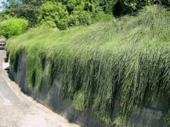Casuarina Glauca Prostrate 'Cousin It' 9 Casuarina Glauca Prostrate 'Cousin It' -Plants in a Box Sales Shop pic 3. jpeg bd68d880 fa00 4e93 b956 797a75d71e1e