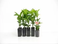 Ixora Pink Malay -Plants in a Box Sales Shop plants 040 ce9e80e5 64af 405c b0d0 b901925c9b43