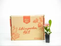 Ixora Pink Malay -Plants in a Box Sales Shop plants 041 fb54cf96 e963 448a 9157 36f4b2cd5e2e