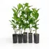 Ixora Gold Malay -Plants in a Box Sales Shop plants 045 0beb929c f68e 4362 b59f c12780d22bff