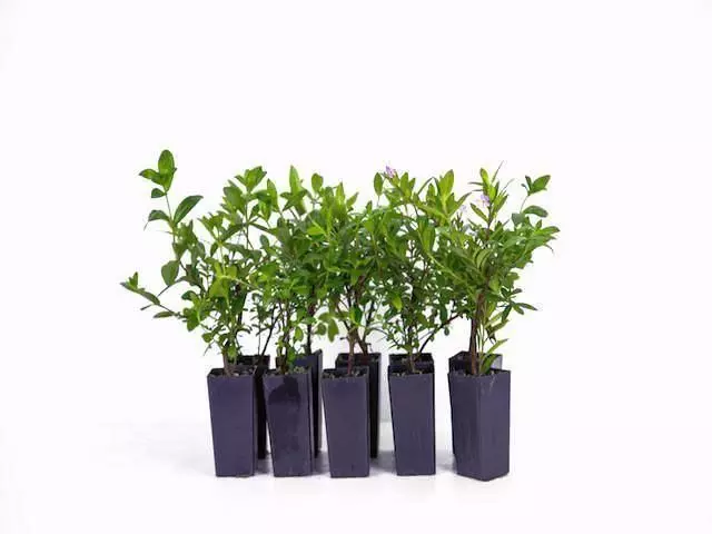 Cuphea Hyssopifolia Jocelyns Pink 3 Cuphea Hyssopifolia Jocelyns Pink