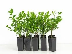 Cuphea Hyssopifolia White