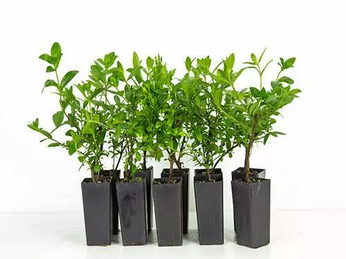 Cuphea Hyssopifolia White 3 Cuphea Hyssopifolia White