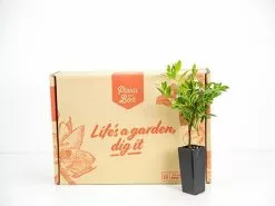 Cuphea Hyssopifolia White 8 Cuphea Hyssopifolia White -Plants in a Box Sales Shop plants 089 fea955b8 5c63 43ac 978d db7949488f83