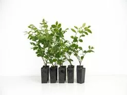 Loropetalum "White Fringe Flower"