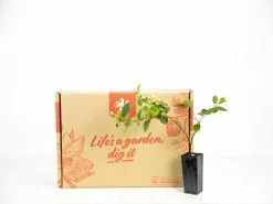 Loropetalum "White Fringe Flower" -Plants in a Box Sales Shop plants day 3 131 5dda3ec9 8709 43cb a181 30bd00edd8e9