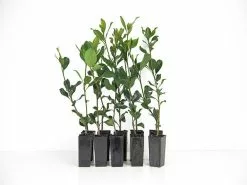 Rhaphiolepis Springtime 10 Rhaphiolepis Springtime -Plants in a Box Sales Shop plants day 3 133 938b0843 e4e7 4ecb b2e4 a19ff8415d8e