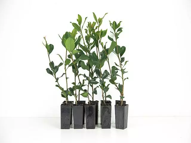 Rhaphiolepis Springtime 5 Rhaphiolepis Springtime - Image 3