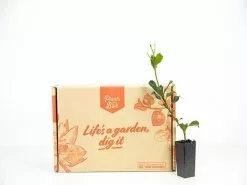 Rhaphiolepis Springtime 12 Rhaphiolepis Springtime -Plants in a Box Sales Shop plants day 3 134 ff055060 7868 4cea aeed 3d373ed01233