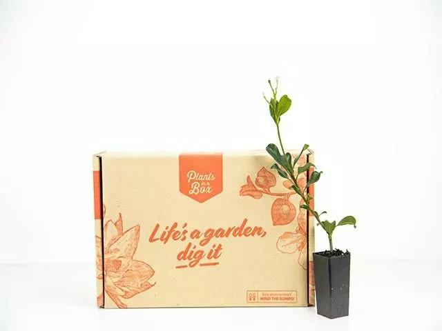 Rhaphiolepis Springtime 7 Rhaphiolepis Springtime - Image 5