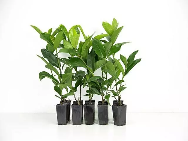 Ixora Red Malay 3 Ixora Red Malay