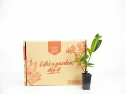 Ixora White Malay -Plants in a Box Sales Shop plants day 3 142 3a66c916 d676 487a 803e f6c629577ffa