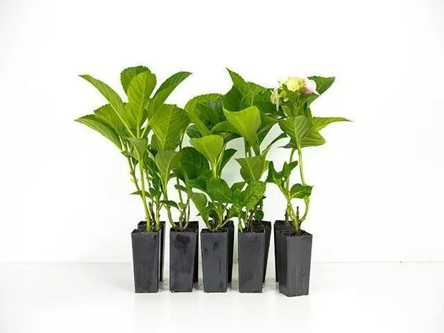 Hydrangea Alba 3 Hydrangea Alba