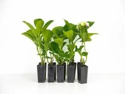 Hydrangea Alpen Gluth