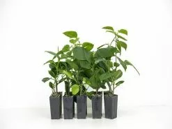 Bougainvillea Magenta Glory -Plants in a Box Sales Shop plants day 3 161 11c93d08 0cb7 476e 8912 541d10661112