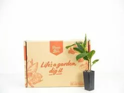 Bougainvillea Jamaican Orange -Plants in a Box Sales Shop plants day 3 162 grande 489e4af0 c697 4e30 9ab0 465d96ded6f9