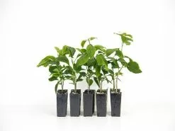 Bougainvillea Temple Fire 11 Bougainvillea Temple Fire -Plants in a Box Sales Shop plants day 3 167 c781680c 1d8e 4a68 b6da 4620afb8519b