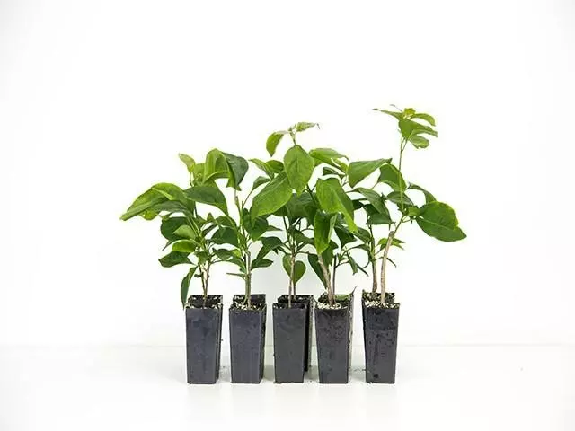 Bougainvillea Temple Fire 6 Bougainvillea Temple Fire - Image 4