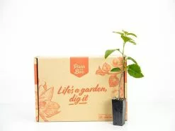 Bougainvillea Chitra - 85mm 7 Bougainvillea Chitra - 85mm -Plants in a Box Sales Shop plants day 3 168 226aba80 5e64 4e33 a1e2 c1407cb3201c