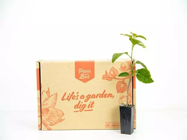 Bougainvillea Temple Fire 8 Bougainvillea Temple Fire - Image 6