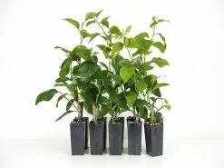 Bougainvillea Jamaican Red