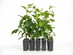 Bougainvillea Orange Glory -Plants in a Box Sales Shop plants day 3 173 7f0b9a60 838f 46ee ba12 3a782950fd15