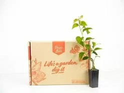 Bougainvillea Singapore Pink -Plants in a Box Sales Shop plants day 3 174 7ad1609c f5d5 4a58 9519 df1868c83254