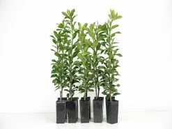 Rhaphiolepis Apple Blossom -Plants in a Box Sales Shop plants day 3 179 c7bbf70a bc99 4ea5 a350 f4981b3698a7