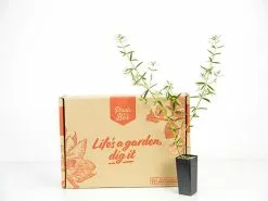 Westringia Wynyabbie Gem -Plants in a Box Sales Shop plants day 3 190 042ece06 c68b 43ff 9f4f 6da033cbd737