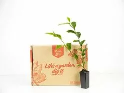 Michelia Figo Port Wine Magnolia -Plants in a Box Sales Shop plants day 3 211 grande 04a2f773 f084 4e8f 9917 1ea4582b2569