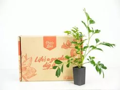 Radermachera "Summer Scent" -Plants in a Box Sales Shop plants day 3 245 1d281a36 31fb 47fd bb38 b0b8d8ecbb50