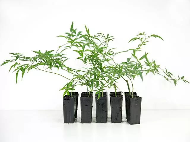 Rosa Banksiae Lutea 3 Rosa Banksiae Lutea