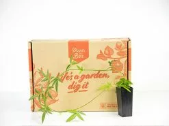 Rosa Banksiae Lutea 10 Rosa Banksiae Lutea -Plants in a Box Sales Shop plants day 4 291 833bbad6 2a8a 45e8 8b25 7e8f06b7d876