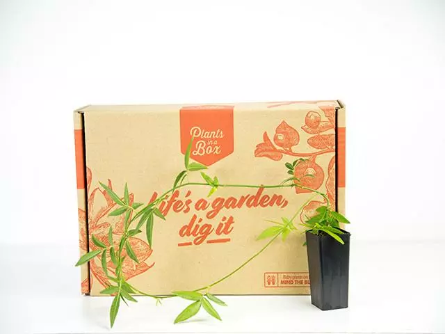 Rosa Banksiae Lutea 5 Rosa Banksiae Lutea - Image 3