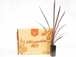 Cordyline Terminalis 'Red Sensation' -Plants in a Box Sales Shop plants day 4 302 23451f72 8661 4f05 b356 22e2320b5e33