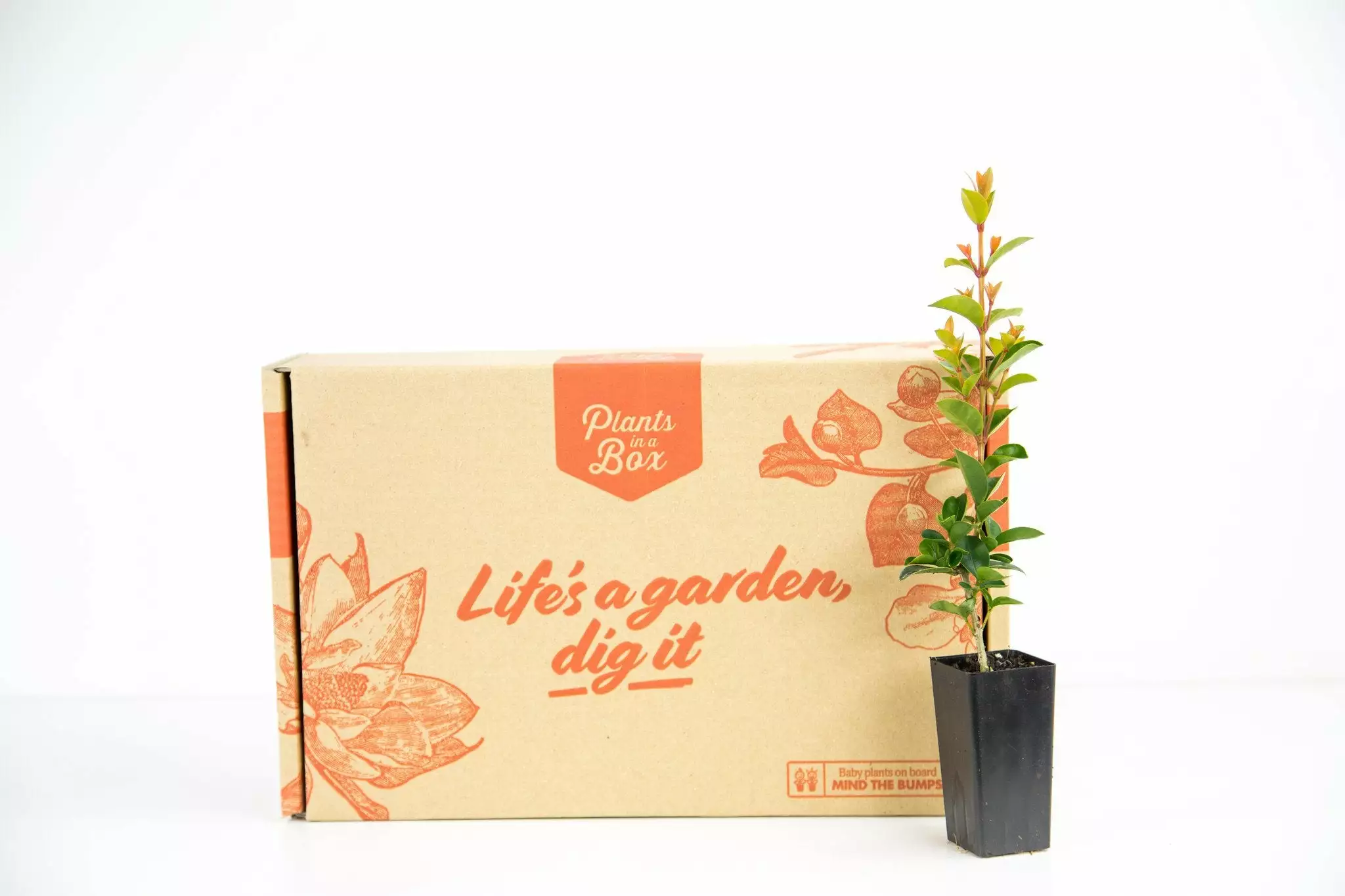 Syzygium "orange Twist" 4 Syzygium "orange Twist" - Image 2